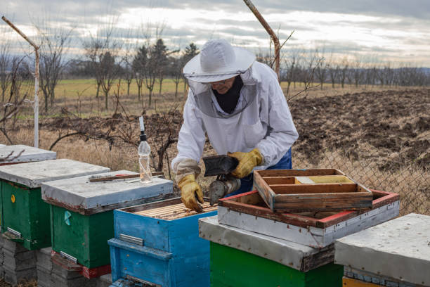 양봉장의 양봉가, 꿀벌의 varroa 치료 - colony collapse disorder 뉴스 사진 이미지