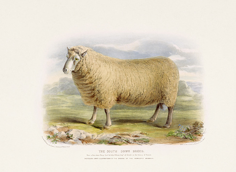 Vintage Sheep illustration from a mid-19th-century book on domestic animal breeds.