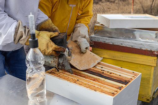 Teamwork at the apiary