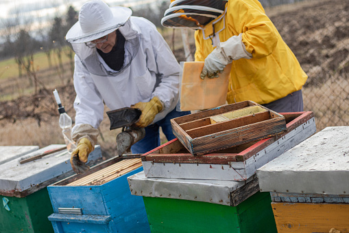 beekeepers in the apiary, doing bee control