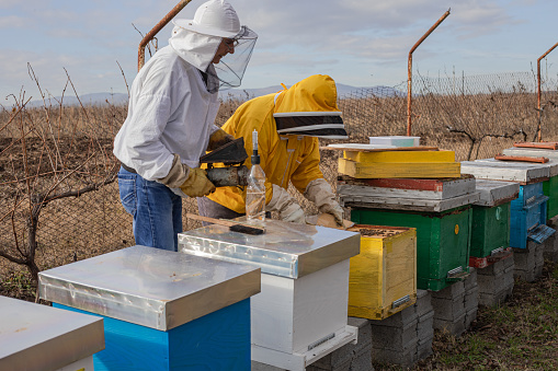 beekeepers in the apiary, doing bee control