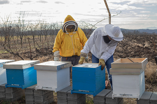 beekeepers in the apiary