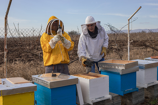 beekeepers in the apiary