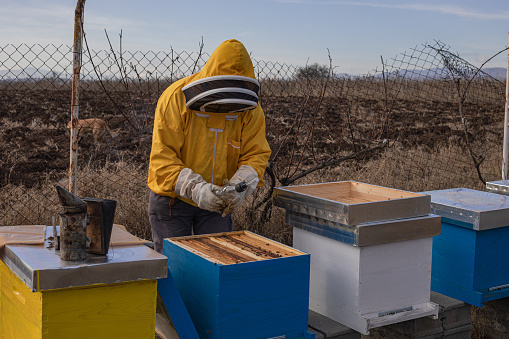 A beekeeper uses oxalic acid to remove varroa from bees