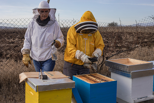 beekeepers in the apiary, doing bee control