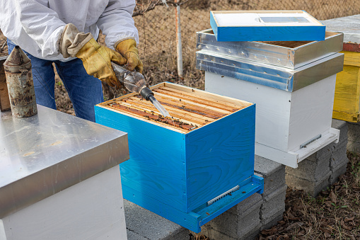 A beekeeper uses oxalic acid to remove varroa from bees