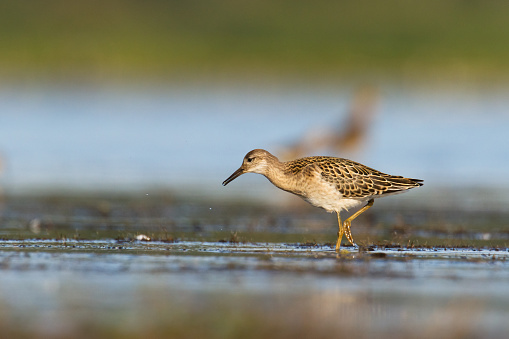 Shorebird - Ruff Philomachus pugnax , spring time wildlife Poland Europe, migratory bird