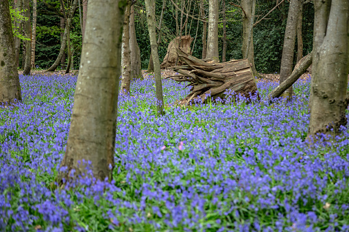 Chantry Wood bluebell flowers near Guildford Surrey England Europe