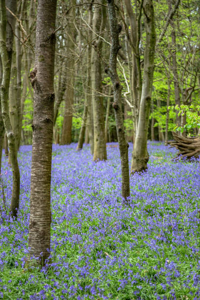 istock Springtime bluebells forest Surrey England 1857159145