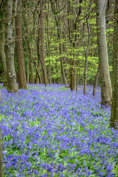 istock Springtime bluebells forest Surrey England 1857159713