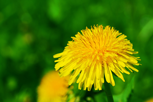 Yellow dandelion flowers among the green grass in early spring.