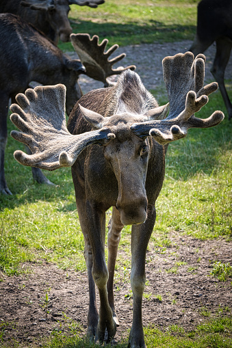 Who was allowed to meet a moose in the wild, will not forget this experience. Very impressive animals. These were seen in Sweden Småland.