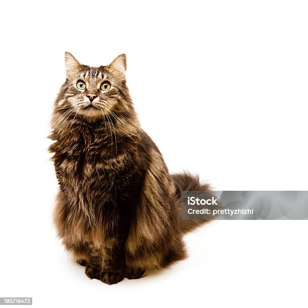인물 사진 자본가 고양잇과에 대한 스톡 사진 및 기타 이미지 - 고양잇과, 귀여운, 긴 머리