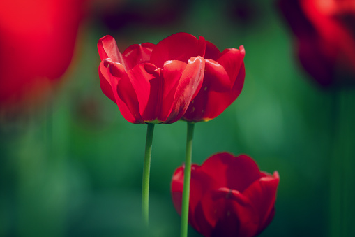 spring garden  - tulip spring time wallpaper or background, amazing red flower