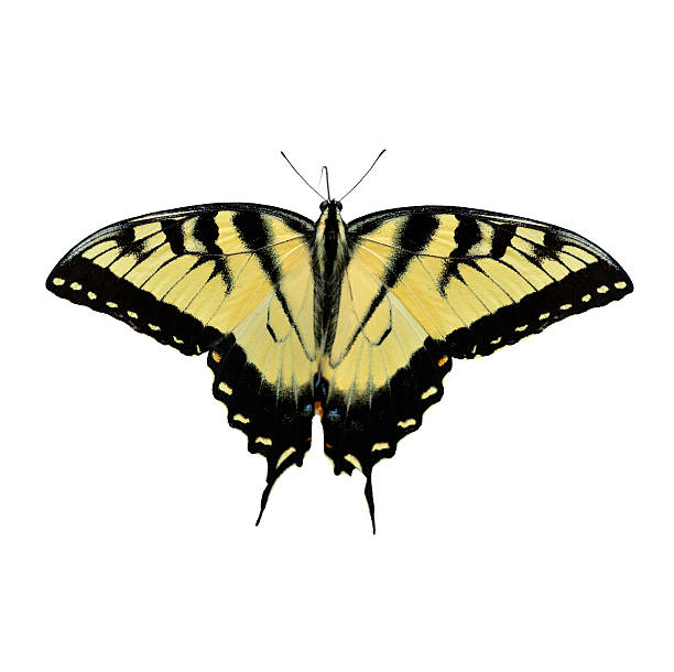 istock Eastern Tiger Swallowtail Butterfly 185716908