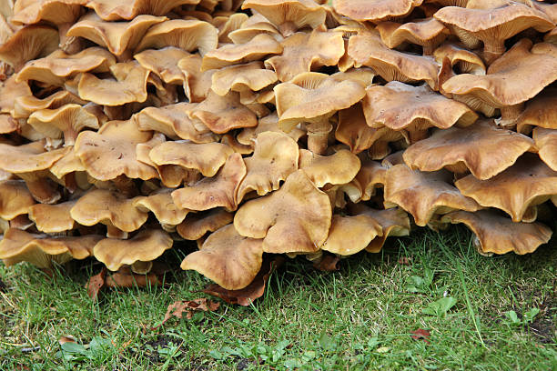 istock Group of mushrooms 185717069