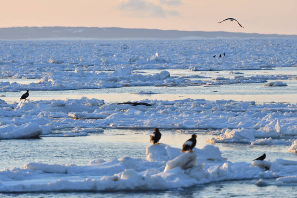 istock Bird watching with floating ices in winter 1857174472