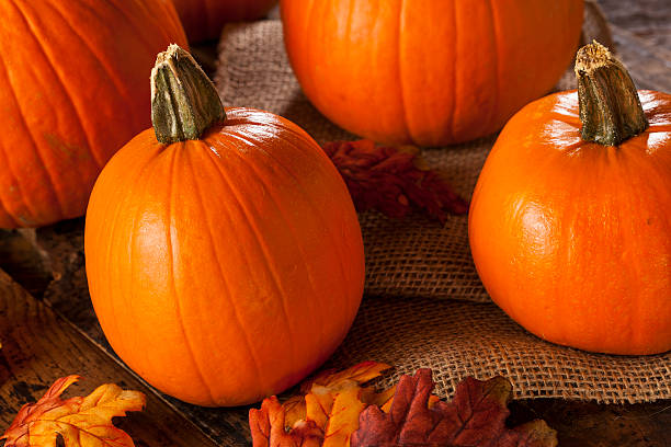 istock Organic Orange Pie Pumpkins for Halloween 185717691