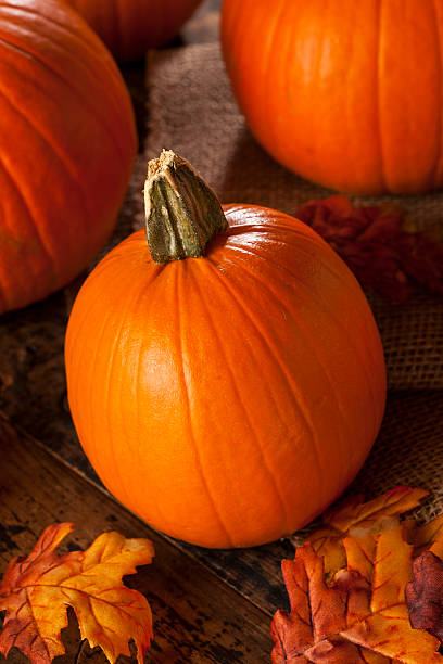 istock Organic Orange Pie Pumpkins for Halloween 185717705