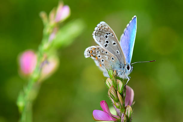 istock attractive vibrant butterfly 185717796