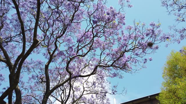 Jacaranda tree with masses of purple flower blooms