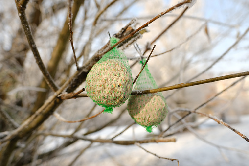 Two bird feed balls, winter feeder for feathered creatures hanging on tree branches, ecology and nature conservation, including winter bird feeding