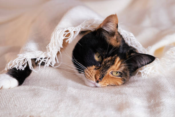 zbliżenie chory kot domowy wtulony w łóżko przykryte białym kocem, troska i miłość w trudnych chwilach, ciepło i komfort w chłodny zimowy dzień, potrzeba uwagi na chorego zwierzaka - chimera zdjęcia i obrazy z banku zdjęć
