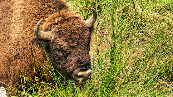 Genetically Pure Wild Bison in Colorado. In Winter Grass