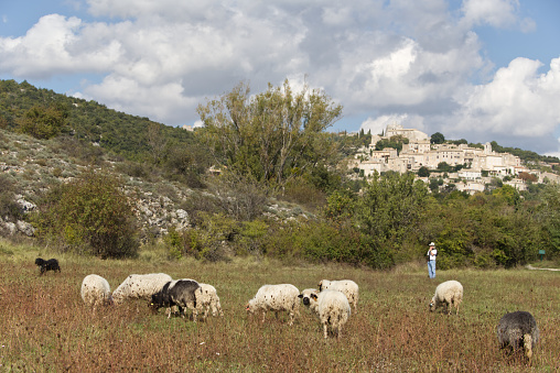 A herd of sheep in an eco farm graze freely in the meadow. A shepherd in blue overalls looks after them.