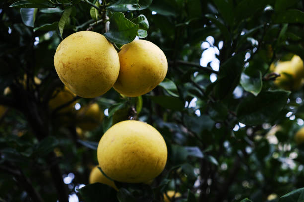 istock Buntan fruit that ripens in abundance 1857205569