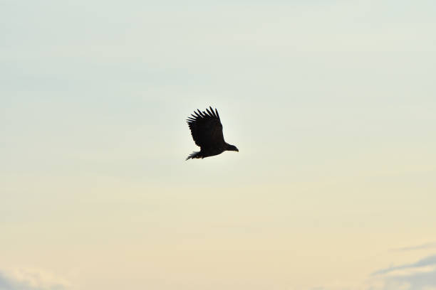 istock Bird watching with floating ices in winter 1857207198