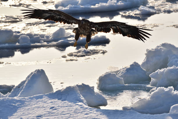 istock Bird watching with floating ices in winter 1857208342