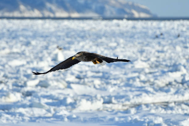 istock Bird watching with floating ices in winter 1857209464