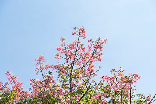 pink silk floss tree flower isolated on blue sky background