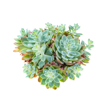 Miniature succulent plants isolated on white background