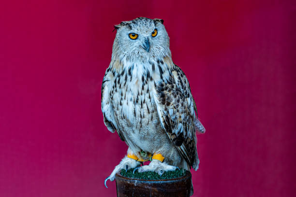 coruja de águia branca descansando em um pequeno pedestal de madeira com grama artificial em um fundo de tecido vermelho ou rosa - artificial wing wing eagle bird - fotografias e filmes do acervo