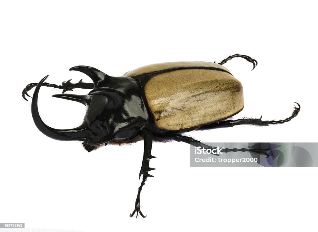 rhino beetle bug. - Foto de stock de Animal libre de derechos