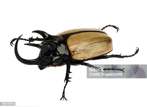 Rhino Beetle Bug Foto de stock y más banco de imágenes de Animal - Animal, Animal extinto, Animales salvajes