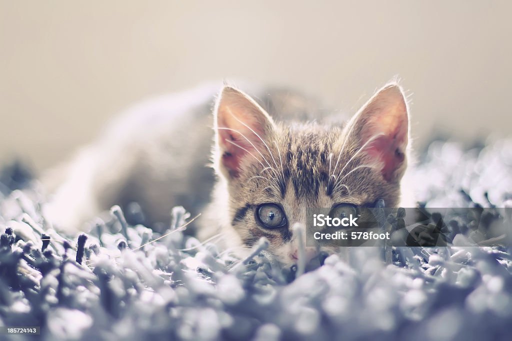 Kitten Cute photo of lying kitten Animal Stock Photo