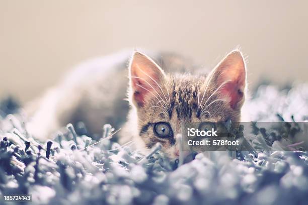 Kitten Stock Photo - Download Image Now - Animal, Animal Body Part, Animal Hair