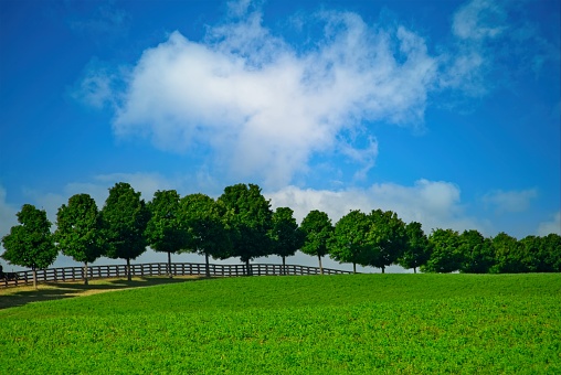 Alone tree on green pastures of horse farms. Country landscape.