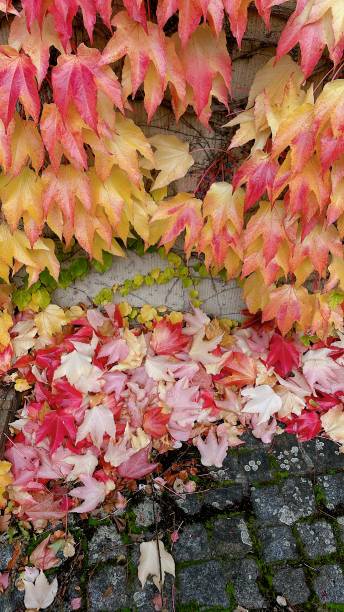 istock Colourful ivy growing on the building wall in autumn 1857243055