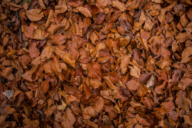 istock Orange leaves on the floor 1857251143