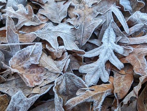 Frosty leaves on a cold winter morning