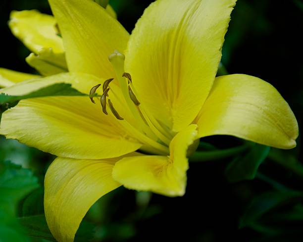 Yellow Flower stock photo