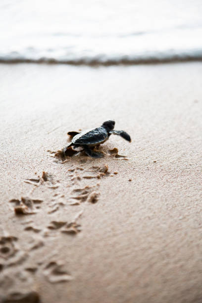 istock Baby Sea Turtle Making Its Way to the Ocean on Sandy Beach. 1857261500