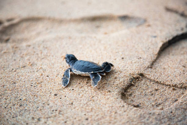 istock Baby Sea Turtle on Sandy Beach, Close-Up View, Natural Lighting. 1857261505