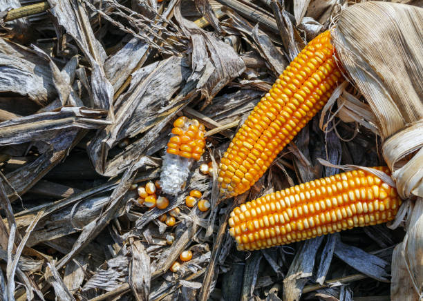 istock Top view of Dried corn cobs on on dry corn leaves after harvest 1857261531