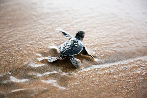 A close-up view of a baby sea turtle on a wet sandy beach. The turtle is captured mid-motion, with its flippers making delicate imprints on the sand. The natural lighting illuminates the texture of the turtle’s shell and the wet sand, creating a beautiful contrast. The turtle appears to be moving across the wet sandy surface, with water or moisture visible around the area where the turtle is located.