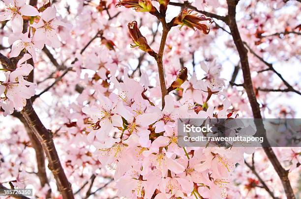 벚꽃 0명에 대한 스톡 사진 및 기타 이미지 - 0명, Hanami, 계절